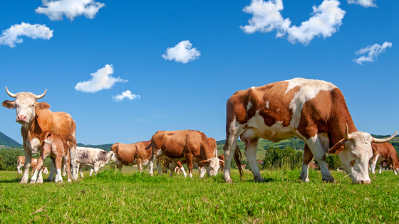 grass fed cows grazing