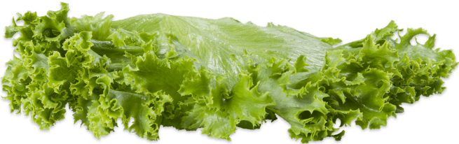 lettuce