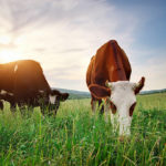 Grassfed and Grassfinished beef