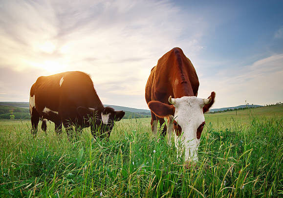 Grassfed and Grassfinished beef