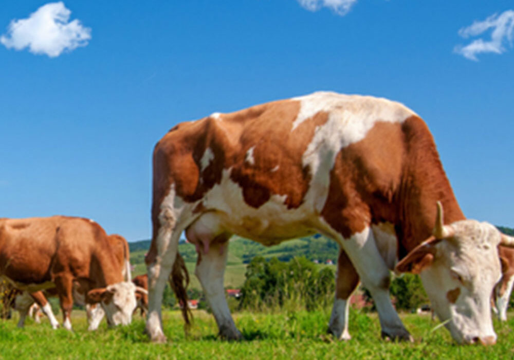 Grassfed Beef
